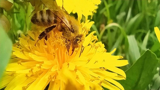 Wyróżnienie Taraxacum officinale [fot. Wiktor Żywicki]